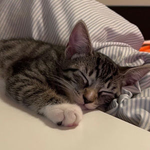 Meet your Posher, Nelly